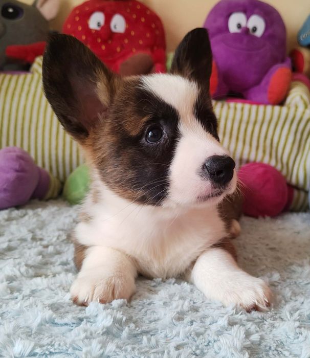 Welsh Corgi Cardigan Wyjatkowa suczka