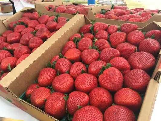 Полуниця, саджанці!