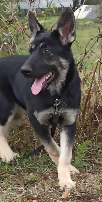 Цуценята Східно Європейської вівчарки.