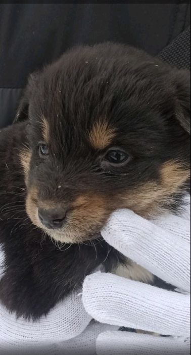 дівчинка безкоштовно