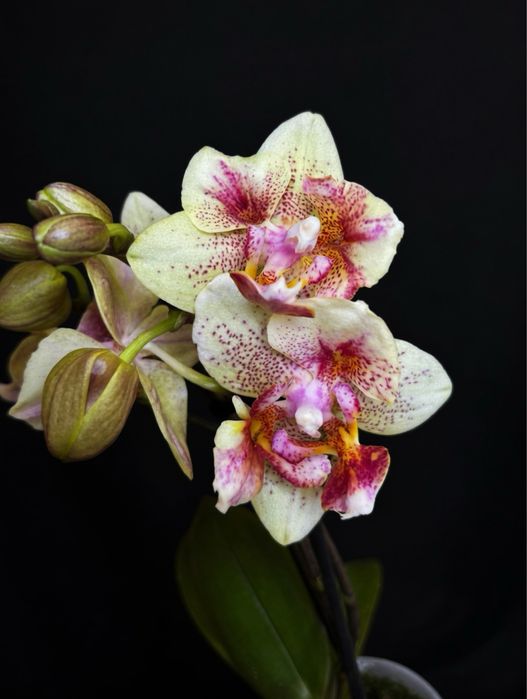 Міні орхидея метелик орхидея фалінопсіс фаленопсис фаленопсіс