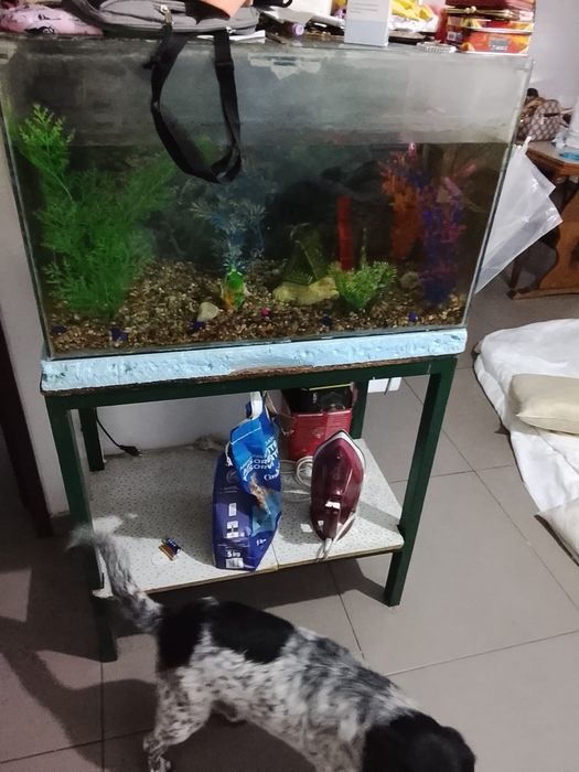 Aquário de peixes
