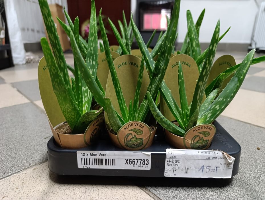 Aloes vera 15cm P5.5