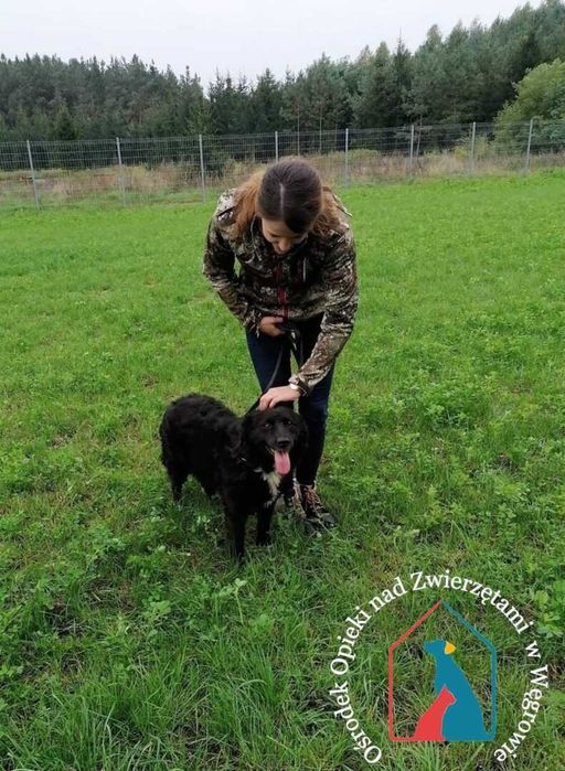 Kochany kudłacz z białą krawatką - patrzy z taką miłością w oczy