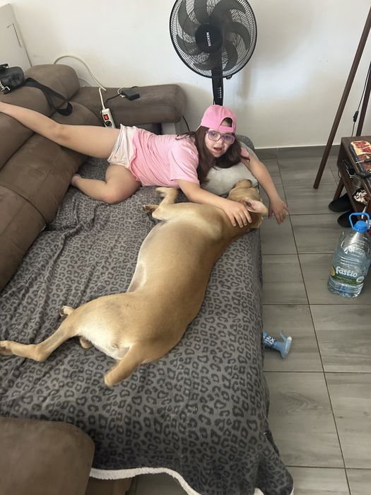 Cao amstaff para adoção