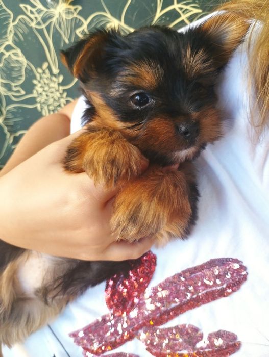 Щенята йорків ,йорчики