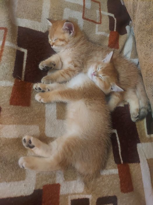 Малюки Британська Золота Шиншила