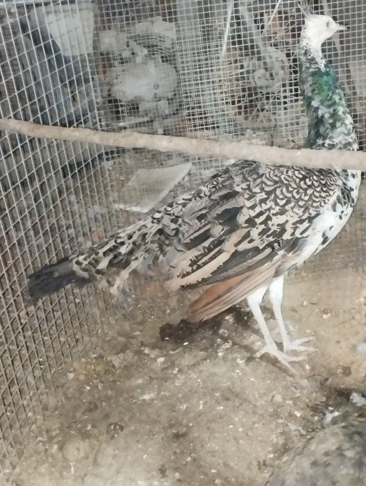 Pavão aza negra para ceder