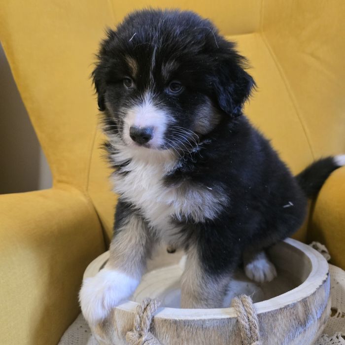 Owczarek australijski FCI suczka Morfina