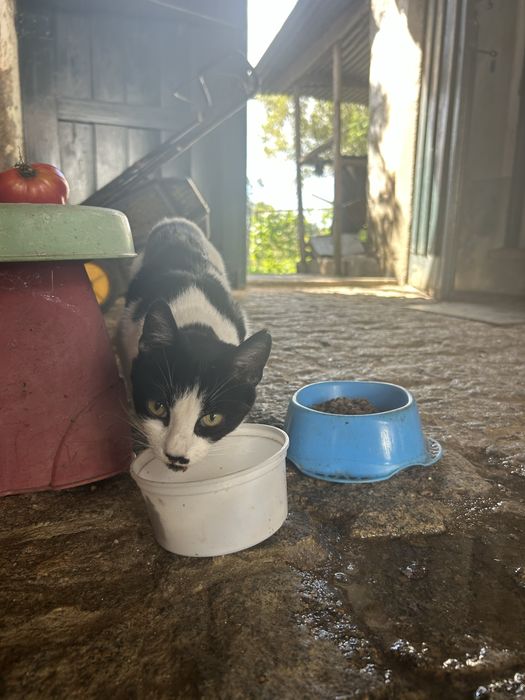 Gatinha para adoção responsável