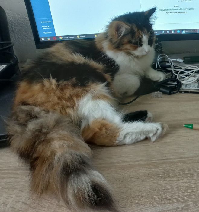 пухнасті котики в добрі руки