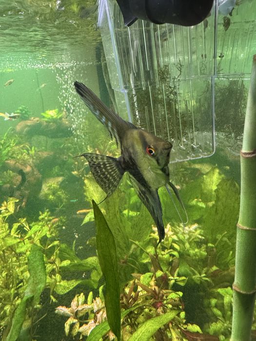 Peixes escalar juvenis