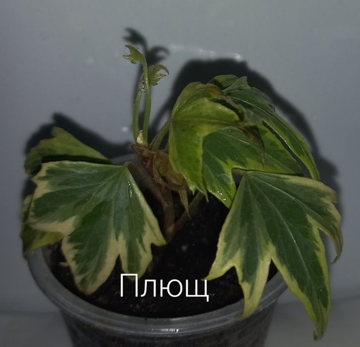 Кімнатні рослини