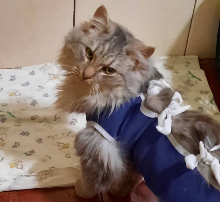 Котики Мінні і Сивогрив  шукають дім ( кіт, киця, кішка, котик, котеня