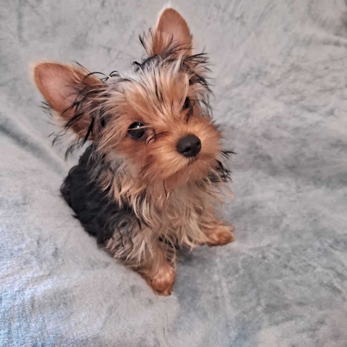 Йорки, хлопчики, малюки