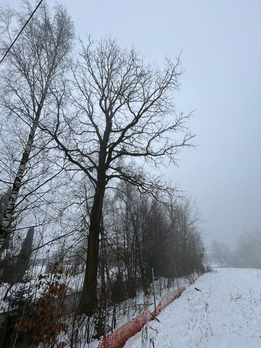 Dąb na pniu odwód 3,10 m