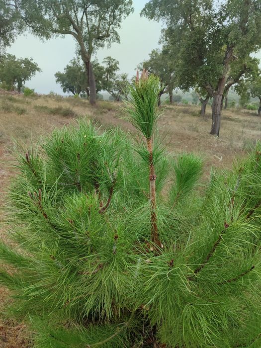 Enxertia de Pinheiro Manso