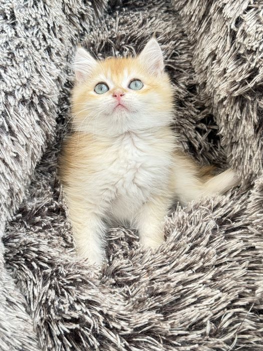 British shorthair  macho