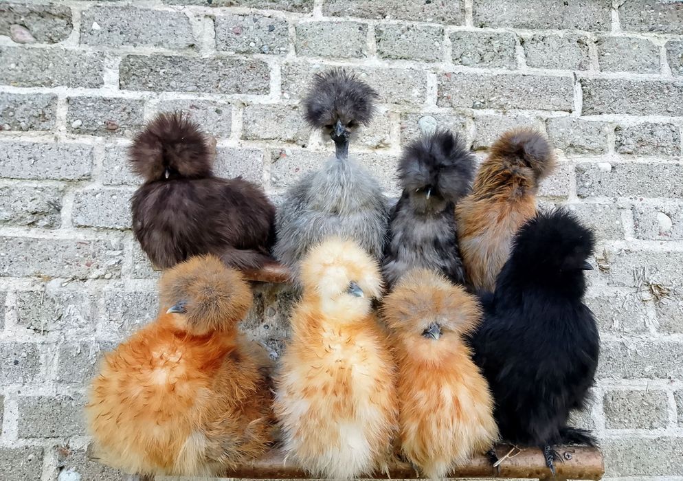 Jajka/Jaja lęgowe kur  silki jedwabiste silka lokowana satynowa