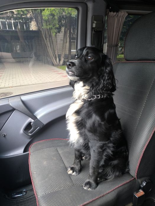 Мисливський спаніель шукає дівчину для зустрічей