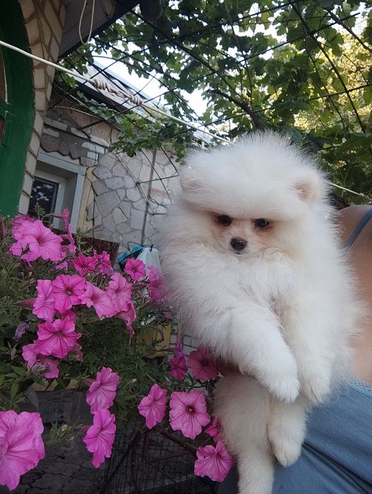 Мальчик померанец медвежонок.