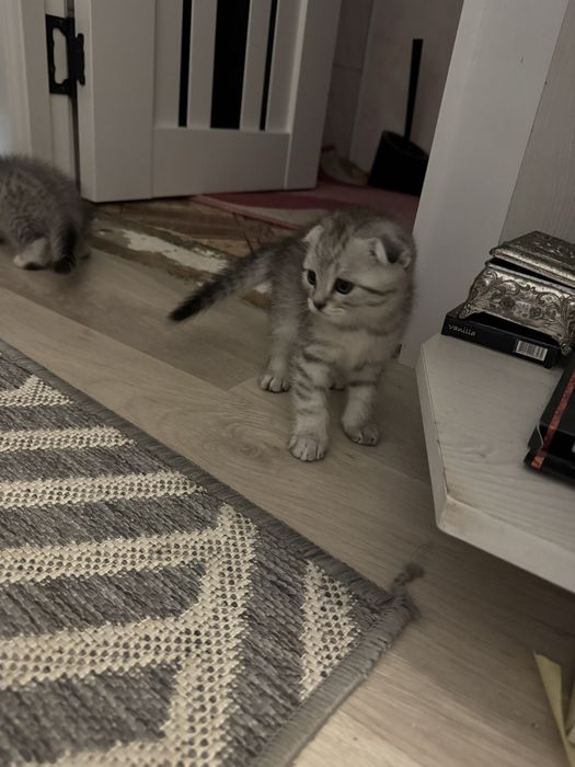 Кошенята британці