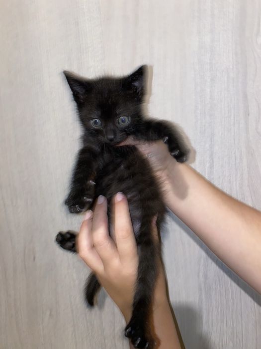 Małe kotki ! DO ADOPCJ !