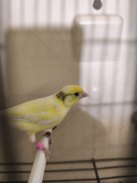 Caturras e canários disponíveis