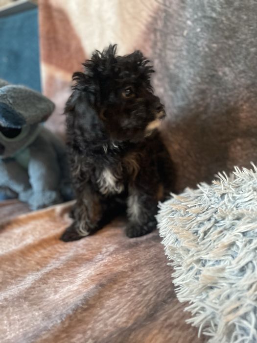 Cavapoo sunia tricolor cavalier pudel