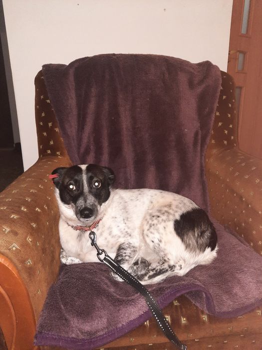 Сабаки отдам домашние