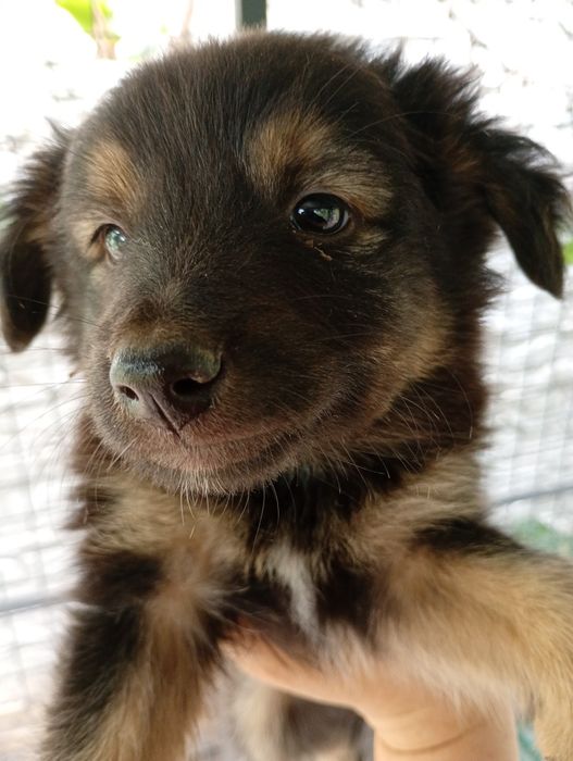 Хлопці медвежата, пухнасті і невеличкі. Від маленької собачки