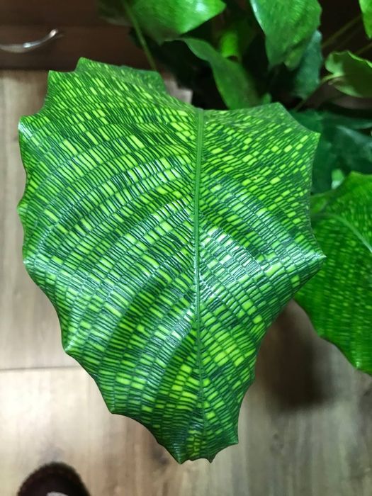Калатея Нетворк  Мозаичная