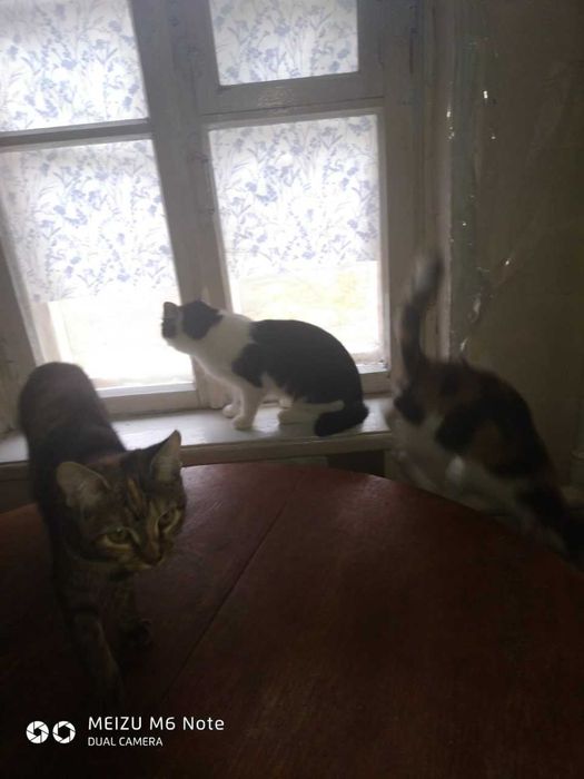 ИЩEM свою домашнюю кошку по кличке Буся!ЗА ВОЗНАГРАЖДНИЕ!!!