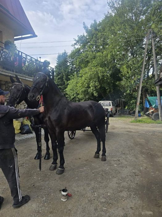 Sprzedam wałachy śląskie