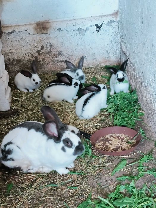 Króliki Olbrzym Srokacz