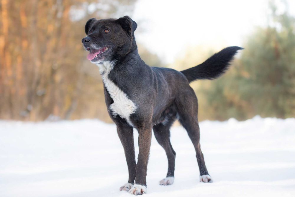 Piękny czarny pies Torparo szuka swojego domu na zawsze