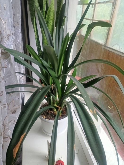 Кливия оранжевая