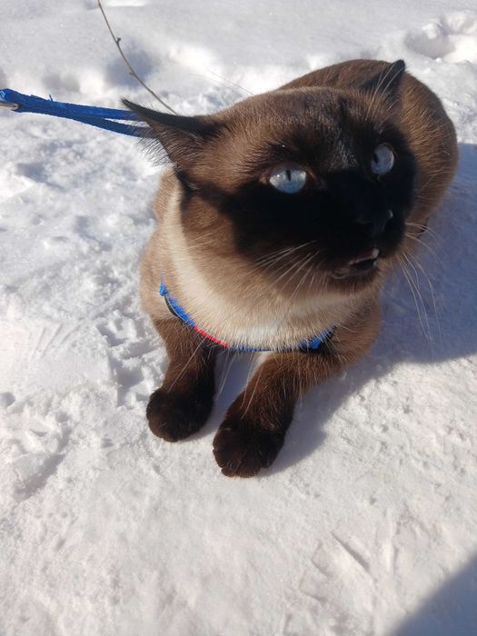 Молодий кіт Сапфір шукає наречену. Вік 1 рік. Стрижавка.