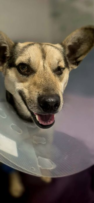 Piesek do adopcji!!