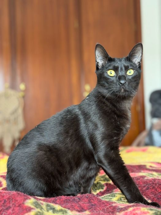 CASTRADO | Macho juvenil disponível para adoção responsável