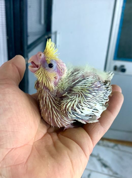 Caturrinha para acabar de criar a papa