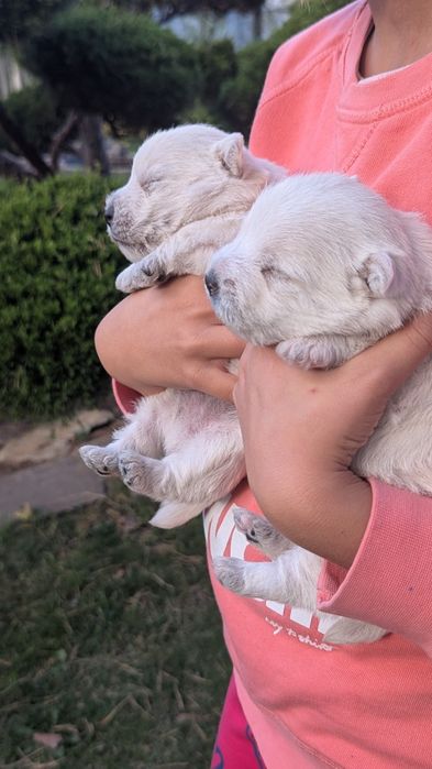 Цуценя Вест Хайленд Уайт тер'єра