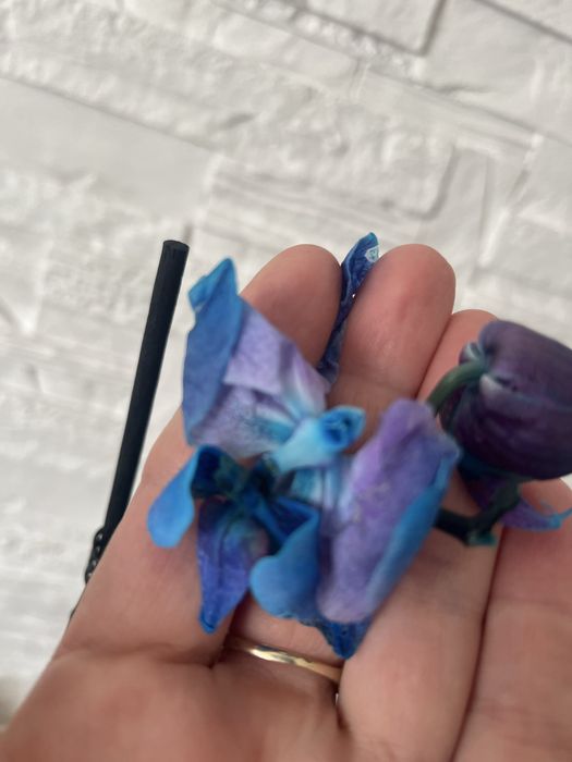 Storczyki po kwitnieniu