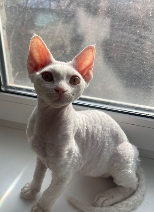 Девон рекс кошенята