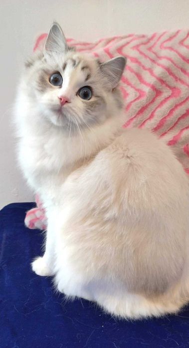 Wysterylizowana kotka 2 letnia