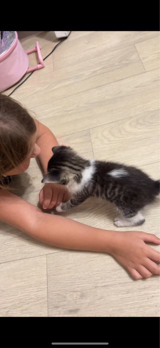 Котенок, тигровый мальчик в добрые руки
