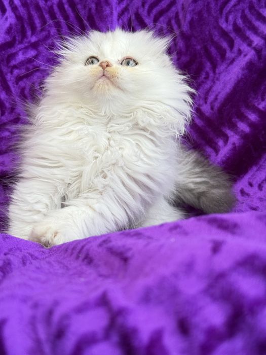 Femea scottish fold