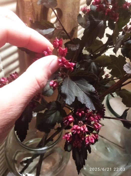 Пухироплідник Diabolo