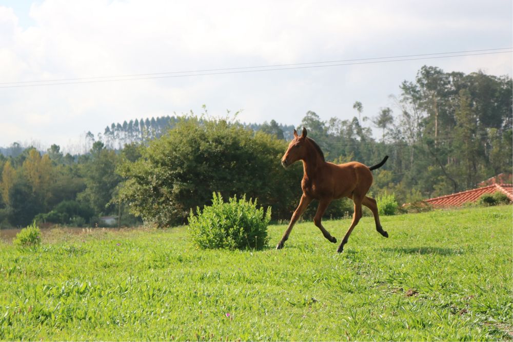 Poldro lusitano puro 3 meses