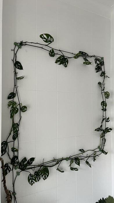 Planta monstera acuminata